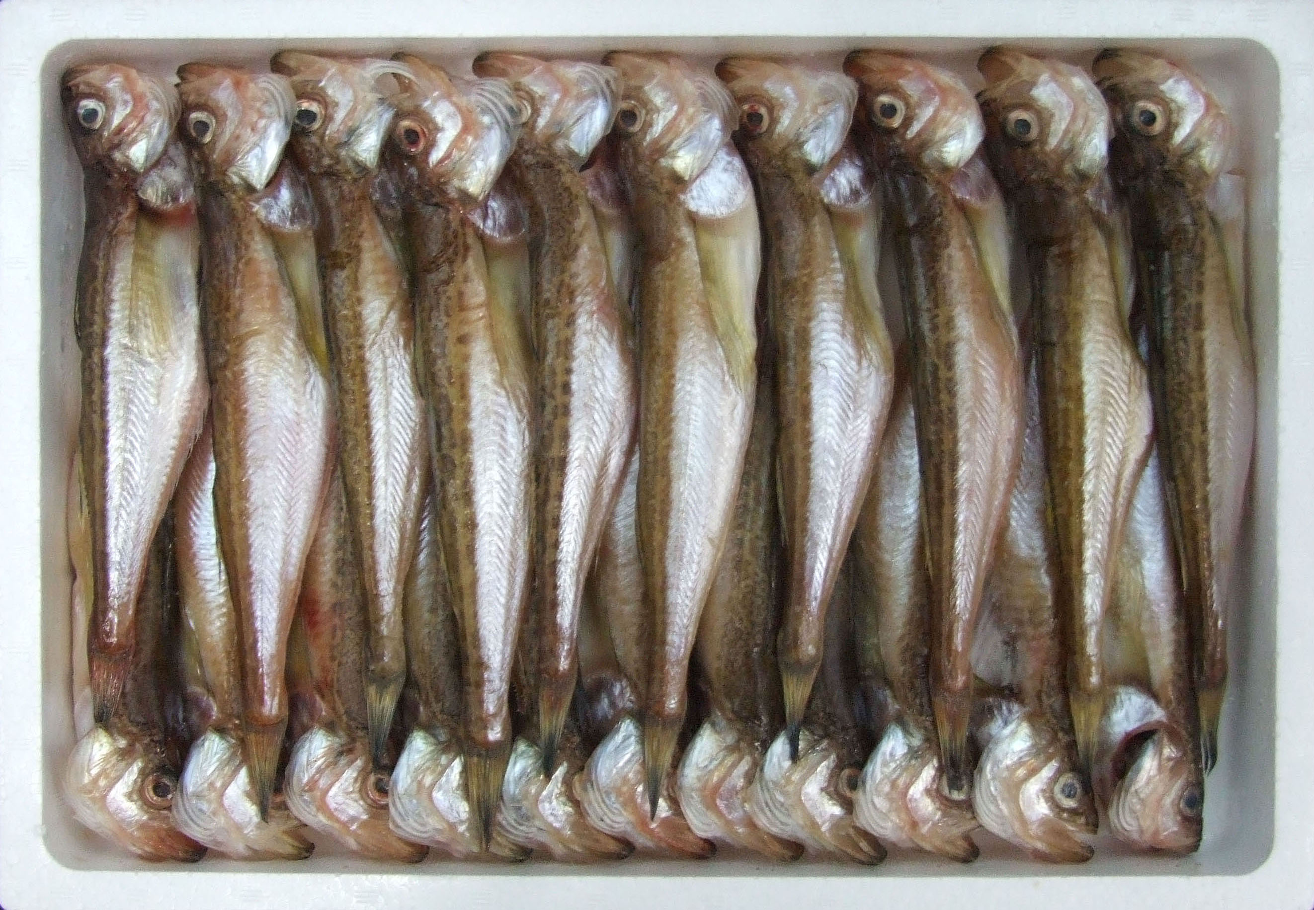 干しはたはた 1Kg（3L）20尾前後【24025】鳥取 岩美 山陰 日本海 ハタ 干物