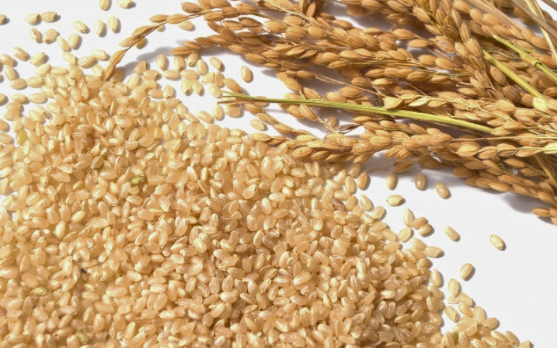 【先行予約】岩美薮内農場米（コシヒカリ）10kg 玄米｜鳥取 岩美 米 お米 こめ コメ 令和7年産 新米【31013】