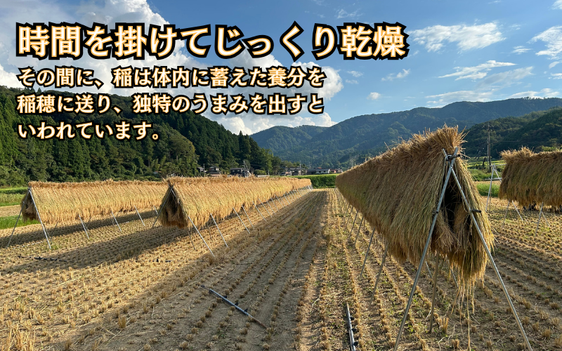 「延興寺」で作った新輝米（コシヒカリ）天日干し ５kg｜鳥取 岩美 お米 白米 令和7年産 岩美町産コシヒカリ 延興寺【31030】