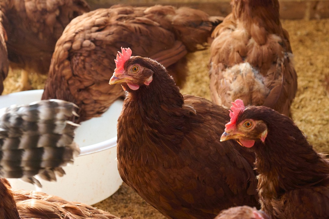 岡崎おうはん！薬膳鶏の自然な恵み！卵30個セット｜鳥取 たまご 鶏卵【33002】