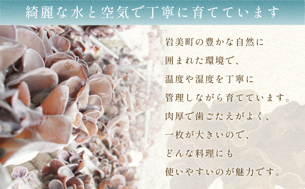 乾燥きくらげ 80g 6袋｜鳥取 岩美 きのこ 菌床栽培 きくらげ 乾燥【35005】