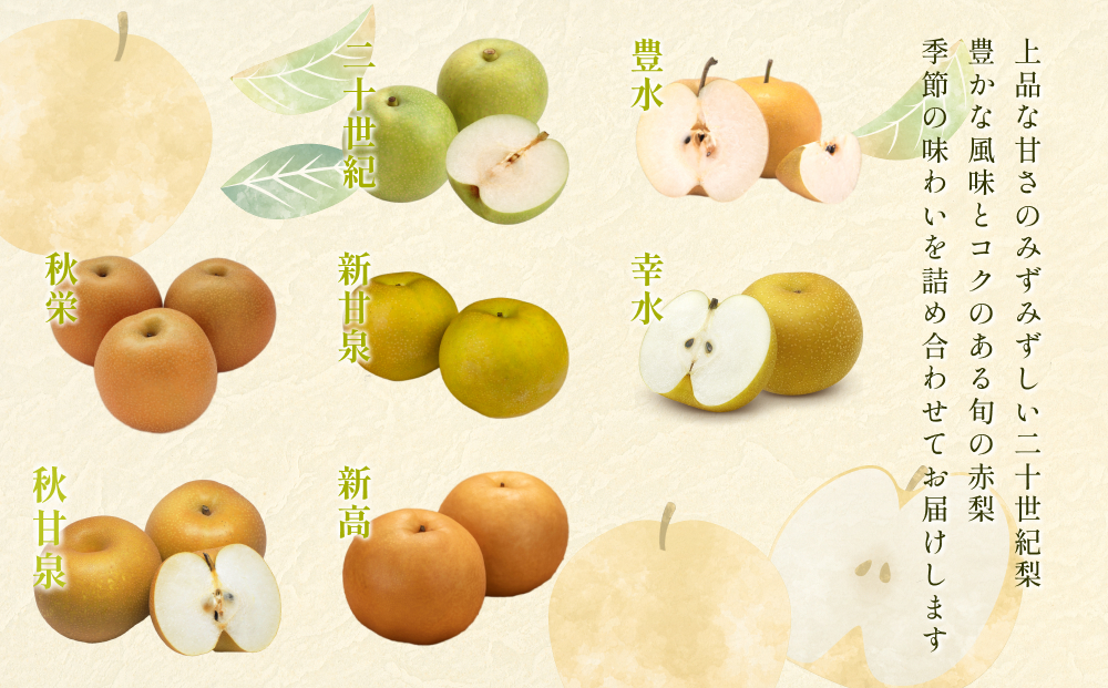 先行予約 二十世紀梨と旬の赤梨セット 4kg｜鳥取 果物 フルーツ なし 梨 品種はおまかせ【41039】