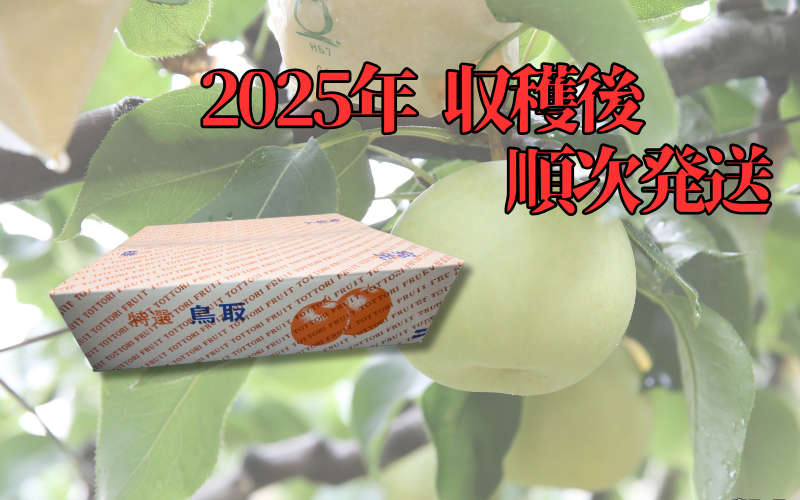 （訳あり）中野農園 梨 ”新雪梨” 5kg箱｜鳥取 岩美 梨 なし ナシ 赤梨 果物 フルーツ【41046】