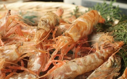 【23001】「幻のえび」モサエビ