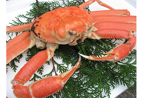 【22021】鳥取網代港【訳あり】浜茹で！松葉ガニ（大）800g【さかなや新鮮組】