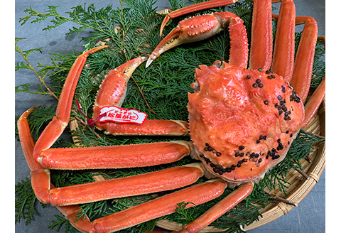 【22023】鳥取網代港【ブランドタグ付】浜茹で！極上松葉ガニ（大）800g【さかなや新鮮組】