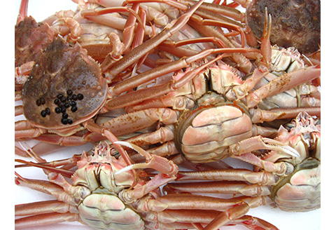 【22032】鳥取網代港【訳あり】活！絶品セコガニ1kgセット【さかなや新鮮組】