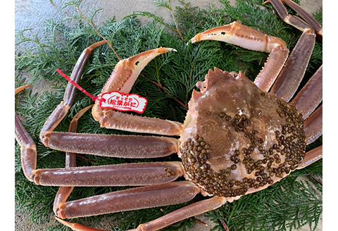 【22028】鳥取網代港【ブランドタグ付】活！極上松葉ガニ（中）700g【さかなや新鮮組】