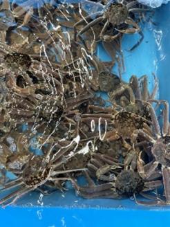 【22016】鳥取県網代産　訳あり松葉がに1kgセット(生)