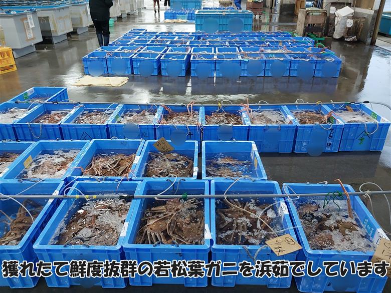 【22042】岩美町特産　若松葉ガニ姿茹で　2枚セット