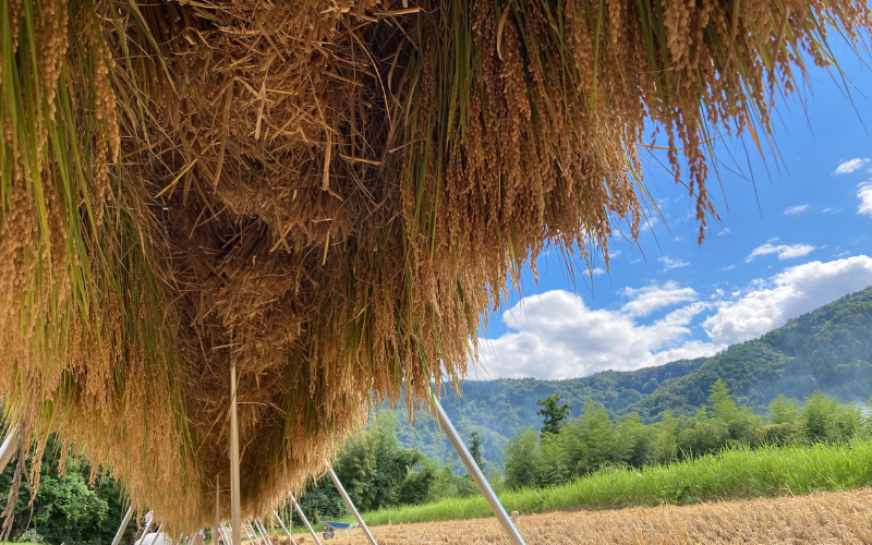 棚田で作った新輝米（コシヒカリ）天日干し ５kg｜鳥取 岩美 お米 米 棚田 横尾棚田 【31011】