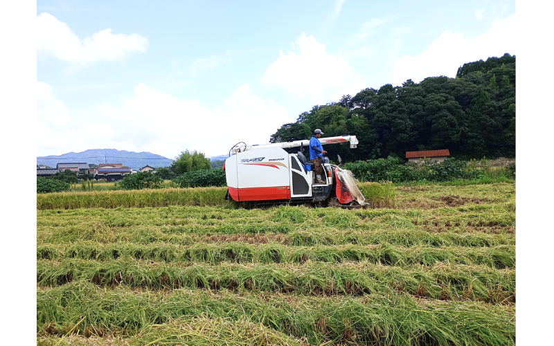 岩美町産もち米（ハクトモチ）3kg 令和7年産｜鳥取 岩美町 もち米 ハクトモチ 精米 発送は2025年11月～【31029】
