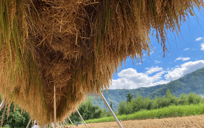 「延興寺」で作った新輝米（コシヒカリ）天日干し ５kg｜鳥取 岩美 お米 白米 令和7年産 岩美町産コシヒカリ 延興寺【31030】