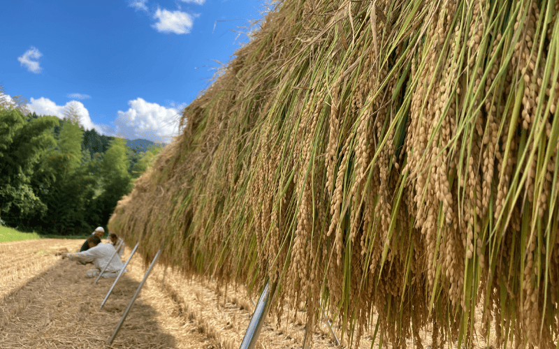 「塩谷」で作った新輝米（コシヒカリ）天日干し ５kg｜鳥取 岩美 お米 白米 令和7年産 岩美町産コシヒカリ 塩谷【31031】