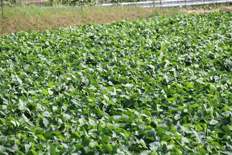 自然栽培大豆 サチユタカ 500g×5個｜鳥取 岩美 大豆 無農薬 乾燥大豆【32004】