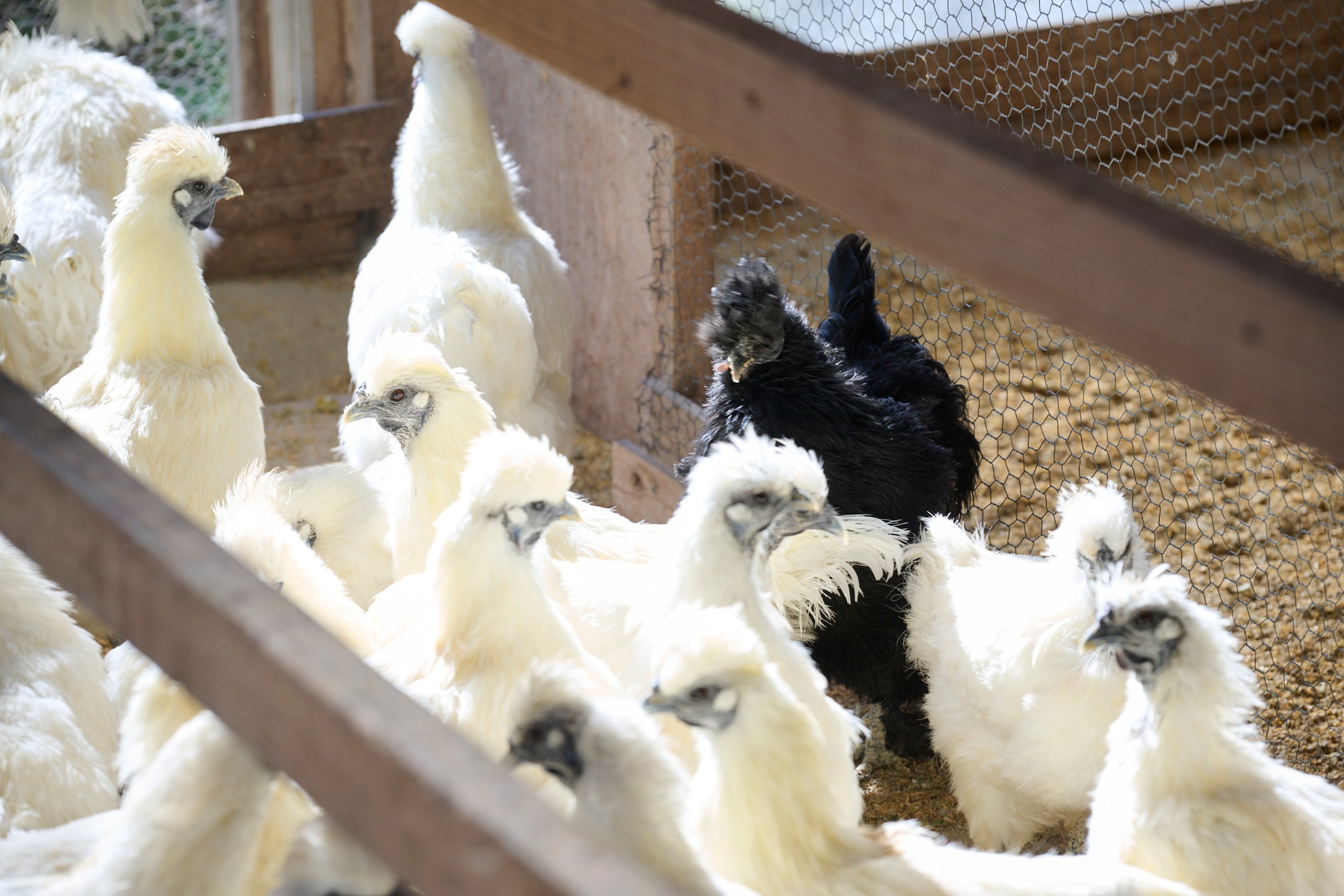 烏骨鶏＆岡崎おうはん薬膳鶏の自然な恵み！卵ペアセット｜鳥取 たまご うこっけい 鶏卵【33003】