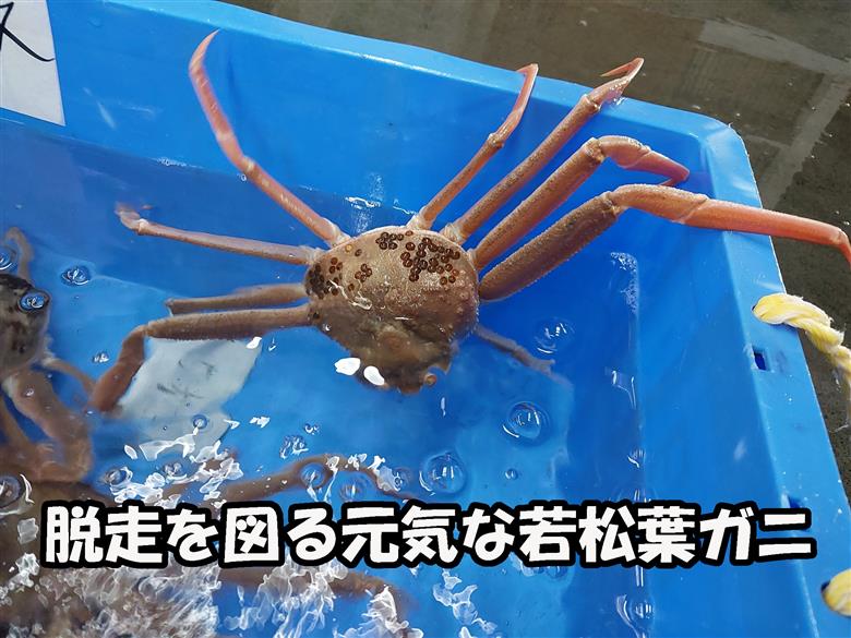 【22044】岩美町特産　若松葉ガニ姿茹で　4枚セット