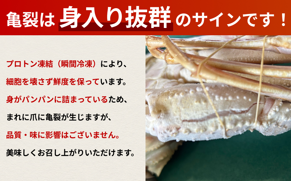 年内発送 松葉がに（冷凍） 約500g 2枚｜鳥取 岩美 かに 松葉ガニ 年末年始 冷凍 生 プロトン凍結 急速冷凍【22048】