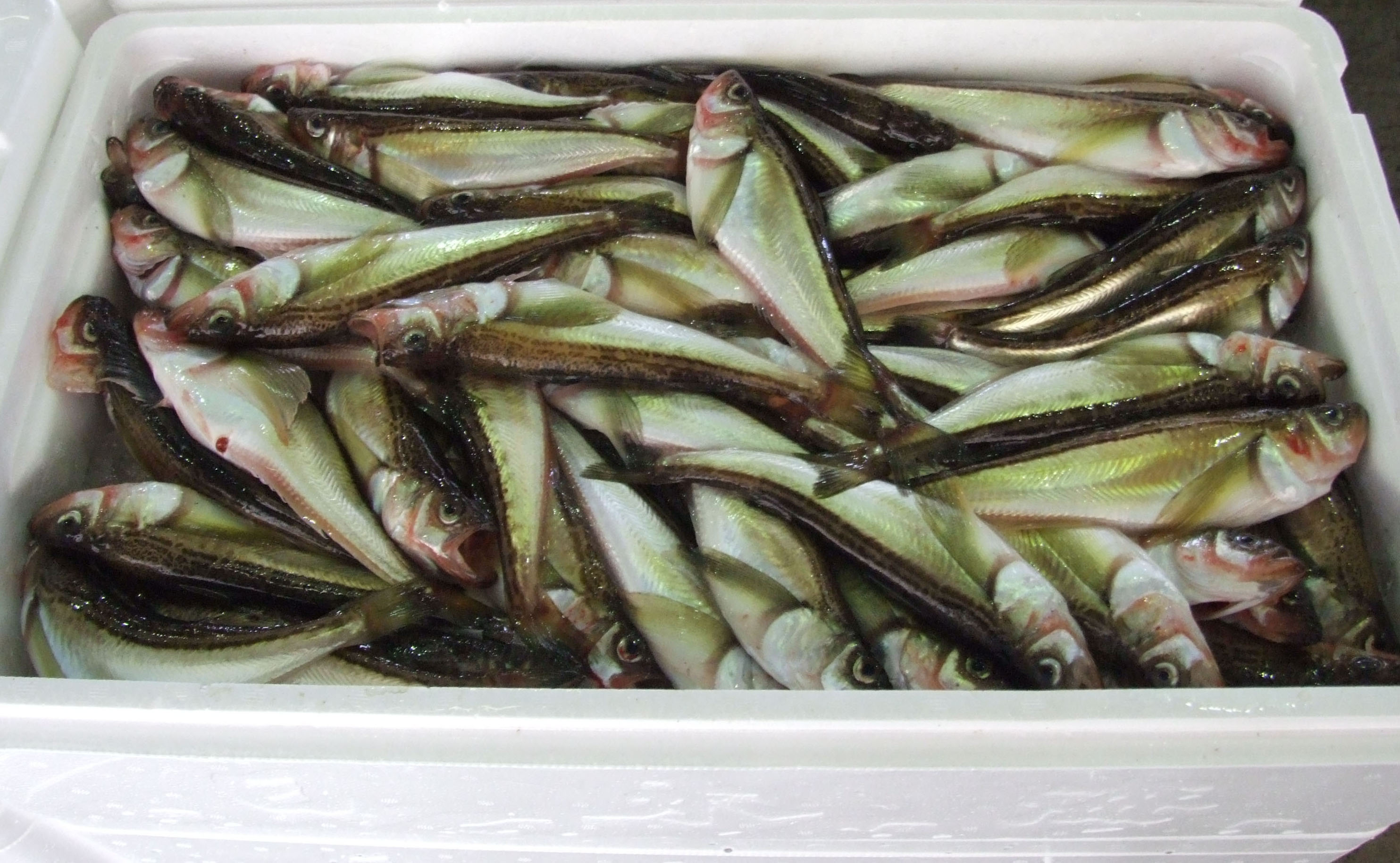 干しはたはた 1Kg（3L）20尾前後【24025】鳥取 岩美 山陰 日本海 ハタ 干物