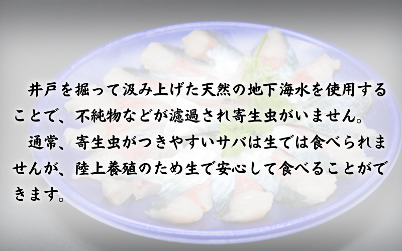 【24022】★ZIP!で紹介★ 岩美町産 「サバさし」2人前（べっぴんサバのさばみちゃん刺身）