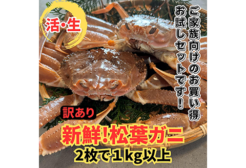 【22026】鳥取網代港【訳あり】活！松葉ガニ1kgセット【さかなや新鮮組】