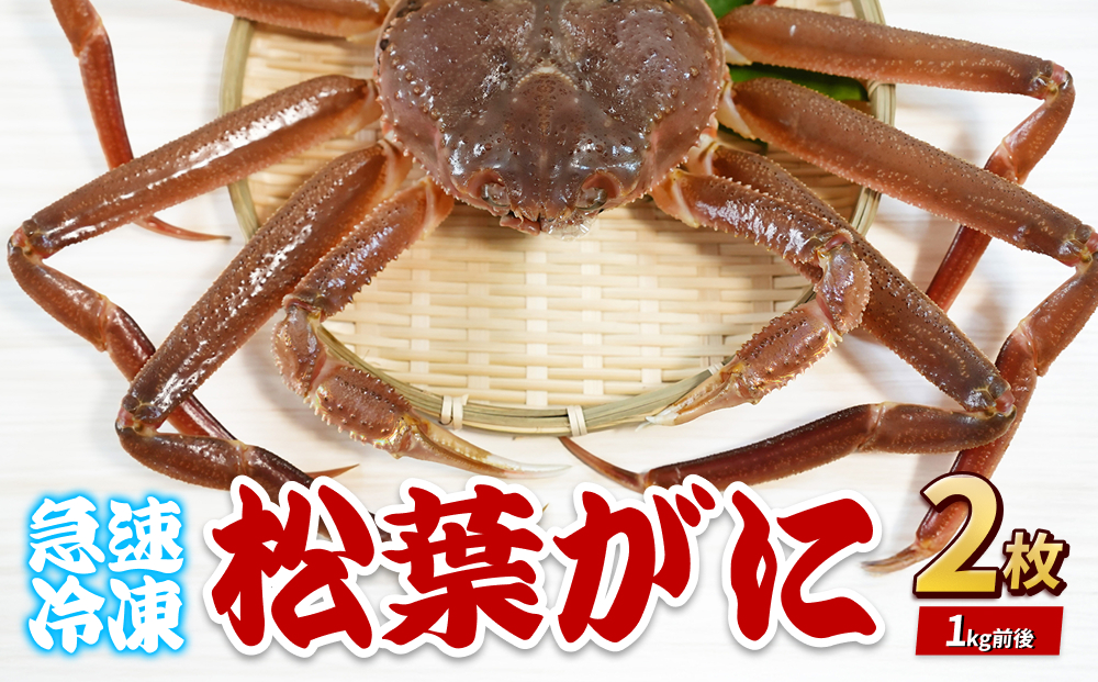 年内発送 松葉がに（冷凍） 約500g 2枚｜鳥取 岩美 かに 松葉ガニ 年末年始 冷凍 生 プロトン凍結 急速冷凍【22048】