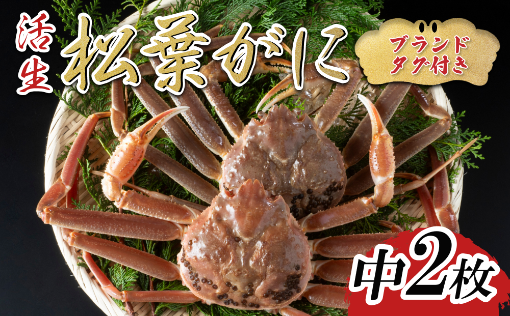 【活生】ブランドタグ付き松葉ガニ 中2枚 2025年11月～順次発送｜鳥取 岩美 松葉がに かに【22052】