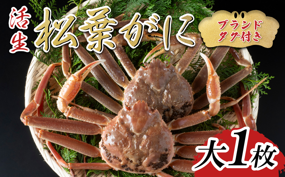 【活生】ブランドタグ付き松葉ガニ 大 1枚 2025年11月～順次発送｜鳥取 岩美 松葉がに かに【22054】