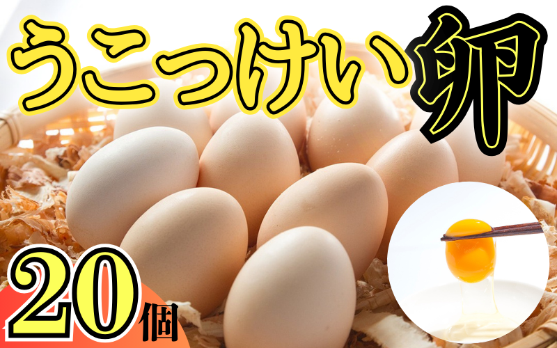 烏骨鶏！薬膳鶏の自然な恵み！卵20個セット｜鳥取 たまご うこっけい【33001】