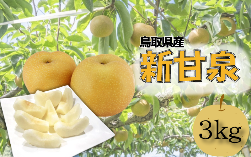 【先行予約】安田農園 梨 ”新甘泉” 3kg箱｜鳥取 岩美 梨 なし ナシ 赤梨 果物 フルーツ【41030】