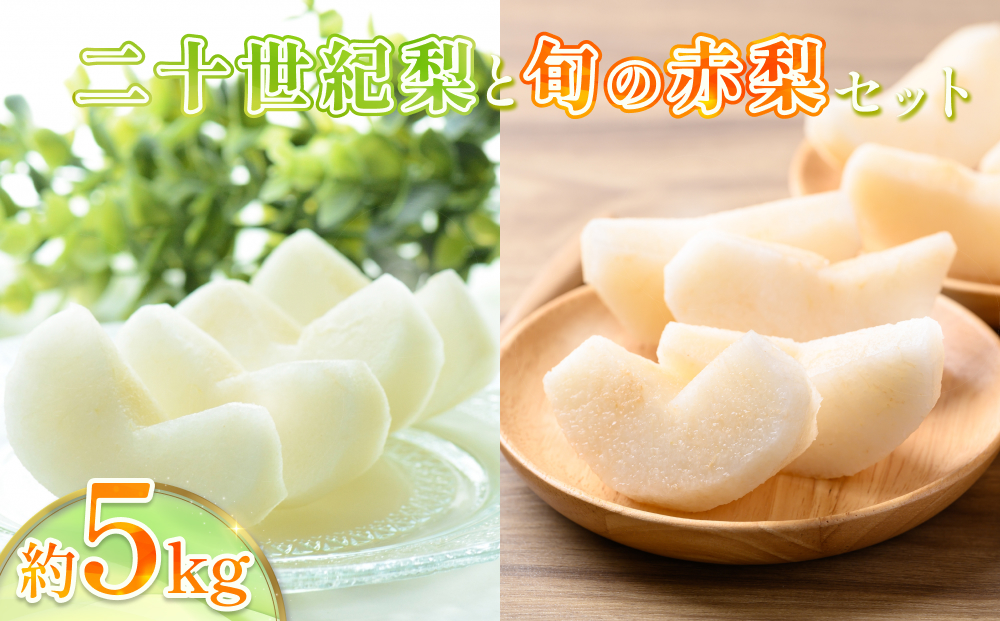 先行予約 二十世紀梨と旬の赤梨セット 5kg｜鳥取 果物 フルーツ なし 梨 品種はおまかせ【41038】