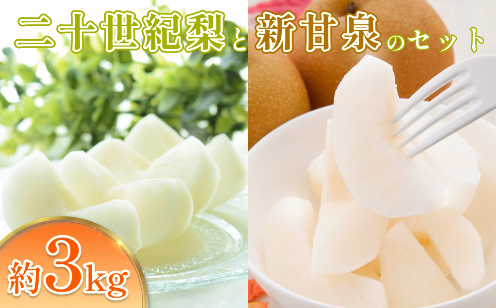 先行予約 二十世紀梨と新甘泉セット 3kg｜鳥取 果物 フルーツ なし 梨【41040】