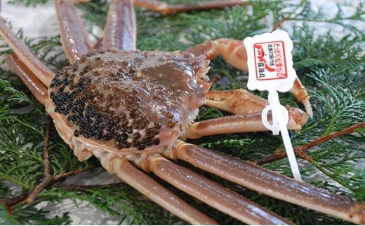 【22010-2】訳あり松葉がに（生）