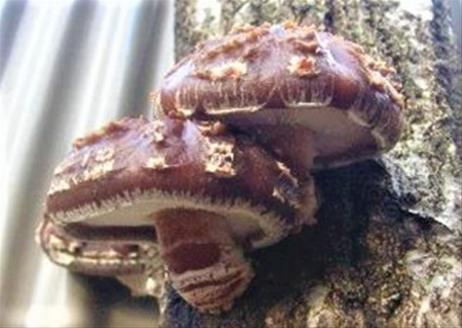 111．我が家で栽培してみよう　ジャンボ椎茸の原木