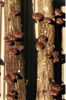 111．我が家で栽培してみよう　ジャンボ椎茸の原木