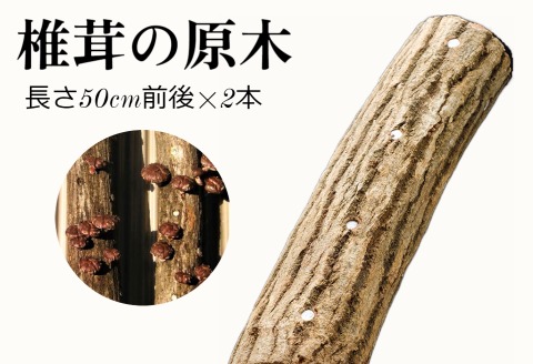 111．我が家で栽培してみよう　ジャンボ椎茸の原木