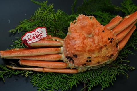 鳥取県産　タグ付き浜茹で松葉がに　1.2ｋｇ以上×1枚 [93]