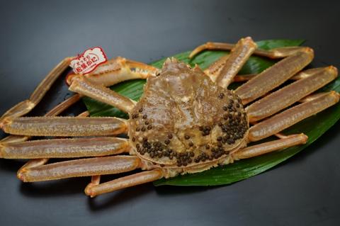 鳥取県産　タグ付き活松葉がに　1.2ｋｇ以上×1枚 [94]