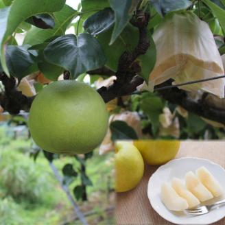 【先行予約】二十世紀梨 特選 3kg [202-W2]