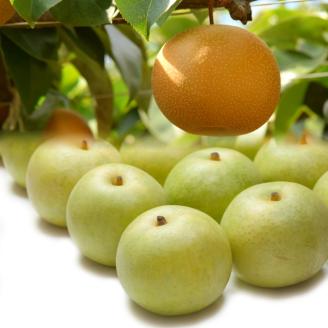 【先行予約】二十世紀梨と新甘泉のセット 3kg [204-W4]