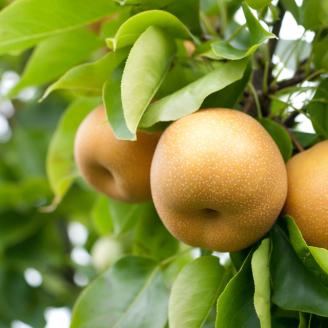 【先行予約】秋栄（あきばえ）3kg [208-W8]