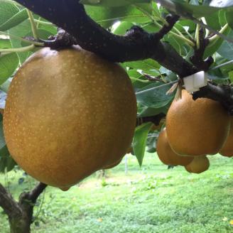 【'26先行予約】プレミアム王秋梨　５ｋｇ [212-W12]