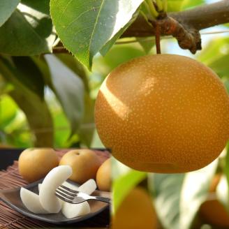 【先行予約】農家さん応援！訳あり新甘泉（しんかんせん）3kg前後 [222-W22]