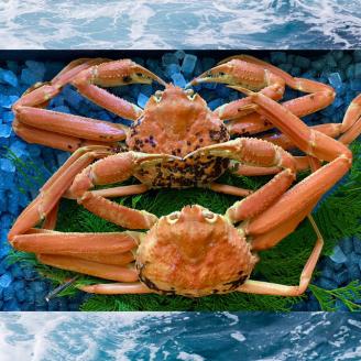 【配送日時指定可】【蒸し】ご自宅用　松葉ガニ　大　２枚(１枚800～940ｇ前後) [228-WK4]