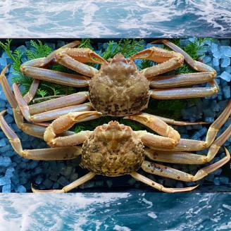 227-WK3．【先行予約】【配送日時指定可】【活き】ご自宅用　松葉ガニ　大　２枚(１枚800～940ｇ前後)