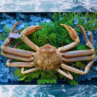 【配送日時指定可】【活き】タグ付き松葉ガニ　大　１枚(800～940ｇ前後) [229-WK5]