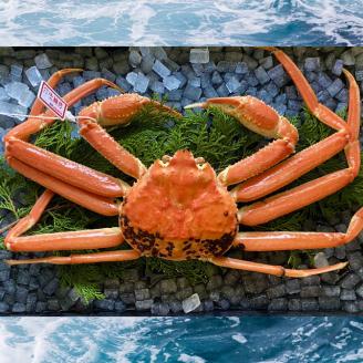 【配送日時指定可】【蒸し】タグ付き松葉ガニ　大　１枚(800～940ｇ前後) [230-WK6]