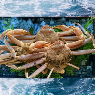 【配送日時指定可】【活き】ご自宅用　松葉ガニ　中　3枚(１枚500～640ｇ前後) [231-WK7]