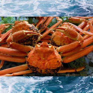 【配送日時指定可】【蒸し】ご自宅用　松葉ガニ　中　3枚(１枚500～640ｇ前後) [232-WK8]