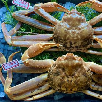 【配送日時指定可】【活き】タグ付き松葉ガニ　中　2枚(１枚500～640ｇ前後) [233-WK9]